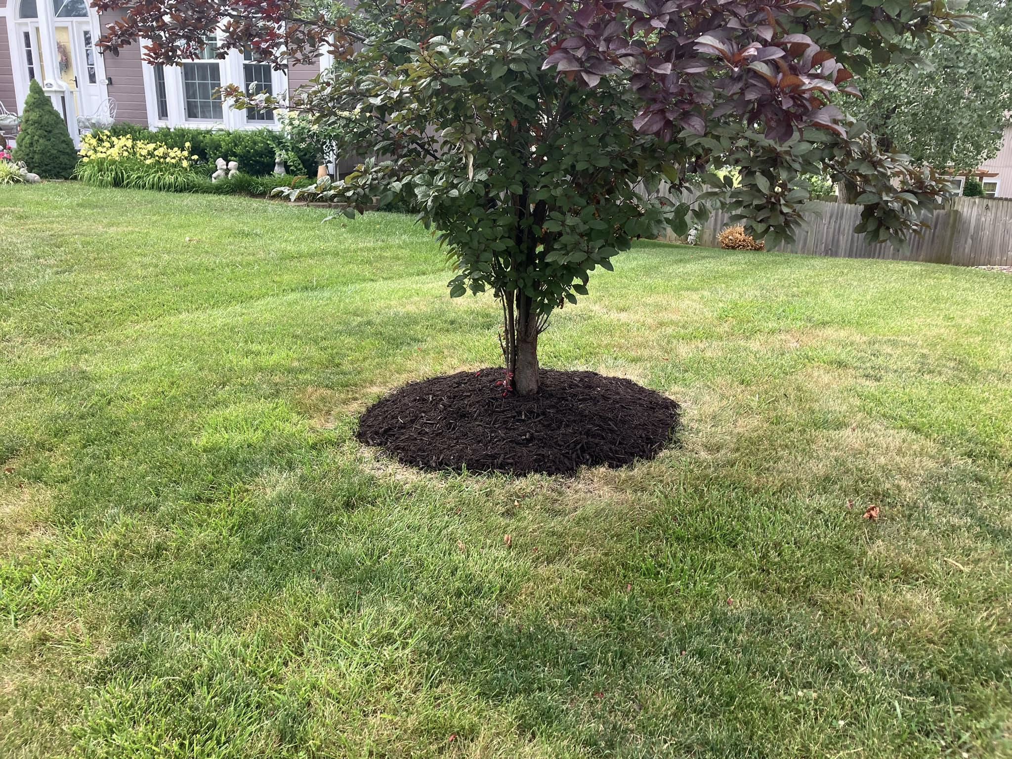 Tree ring with fresh mulch